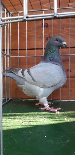 F 2019 - Tineret 2019