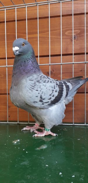 F 2019 - Tineret 2019