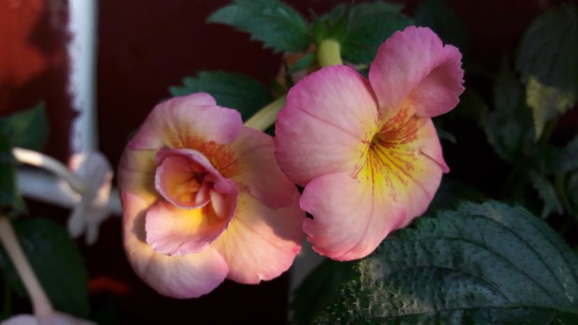 Golden Buck1 - 2019 Top Achi