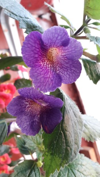 Lionheart2 - 2019 Top Achi