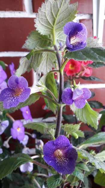 Lionheart3 - 2019 Top Achi