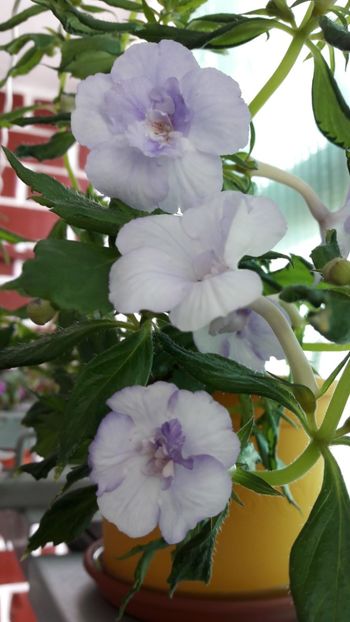 Made in Heaven 1 - 2019 Top Achi