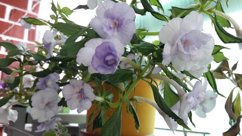 Made in Heaven 2 - 2019 Top Achi