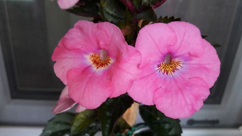 Piece of Dream - 2019 Top Achi