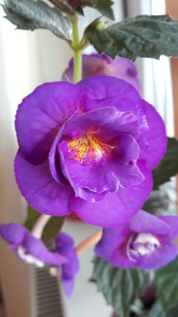 Purple Mistery1 - 2019 Top Achi