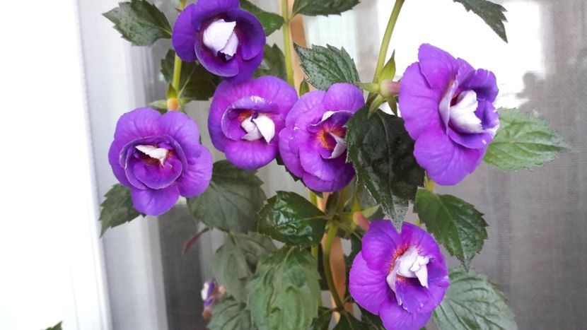 Purple Mistery2 - 2019 Top Achi