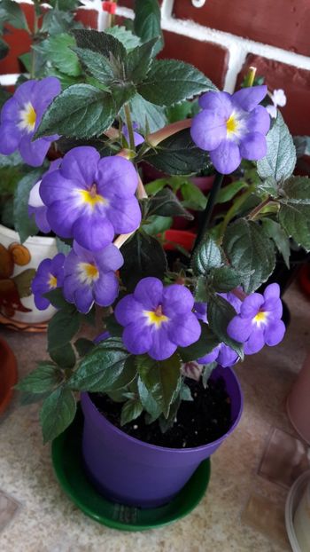 RFs Sascha Kronick - 2019 Top Achi