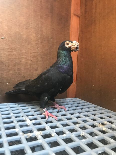 52232C02-0EDB-4CE1-A3BE-0A6423BF7933 - Italieni Vanduti