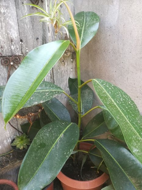  - flori din curte si casa