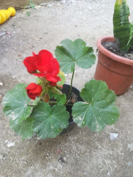  - flori din curte si casa