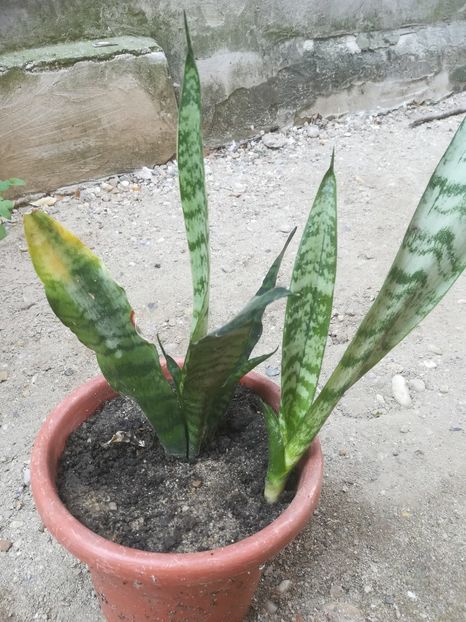  - flori din curte si casa