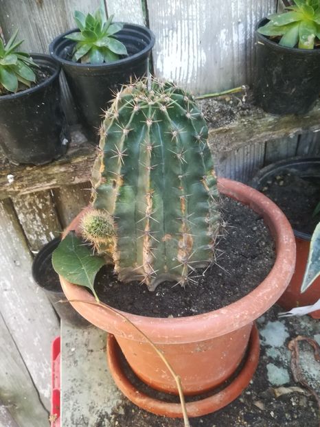  - flori din curte si casa
