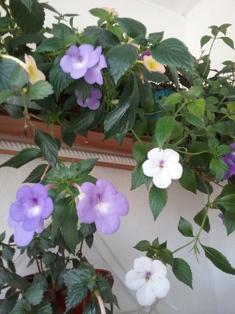 - 2016 achimenes