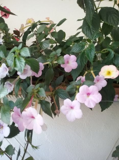  - 2016 achimenes