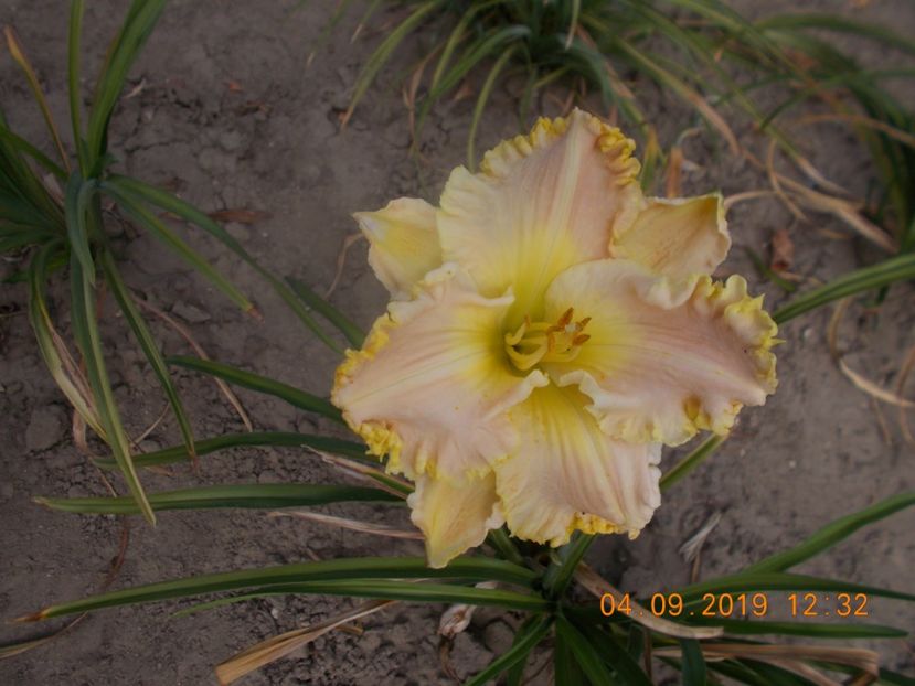  - HEMEROCALLISI-2019