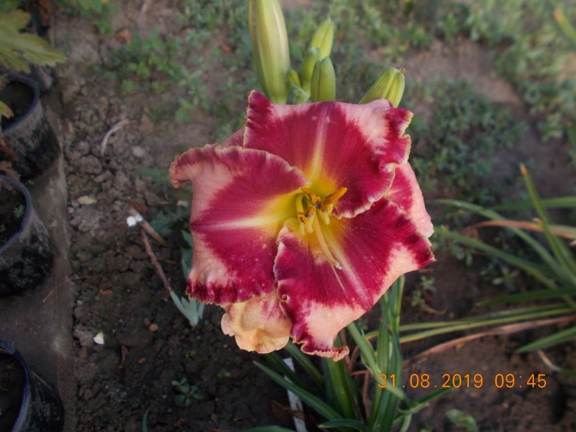  - HEMEROCALLISI-2019