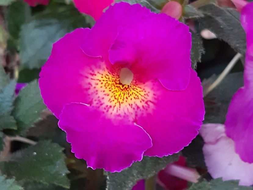 BriD’s Belina - Achi din semințe BriDs 2018