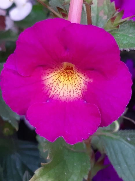 BriD’s Elegante - Achi din semințe BriDs 2018