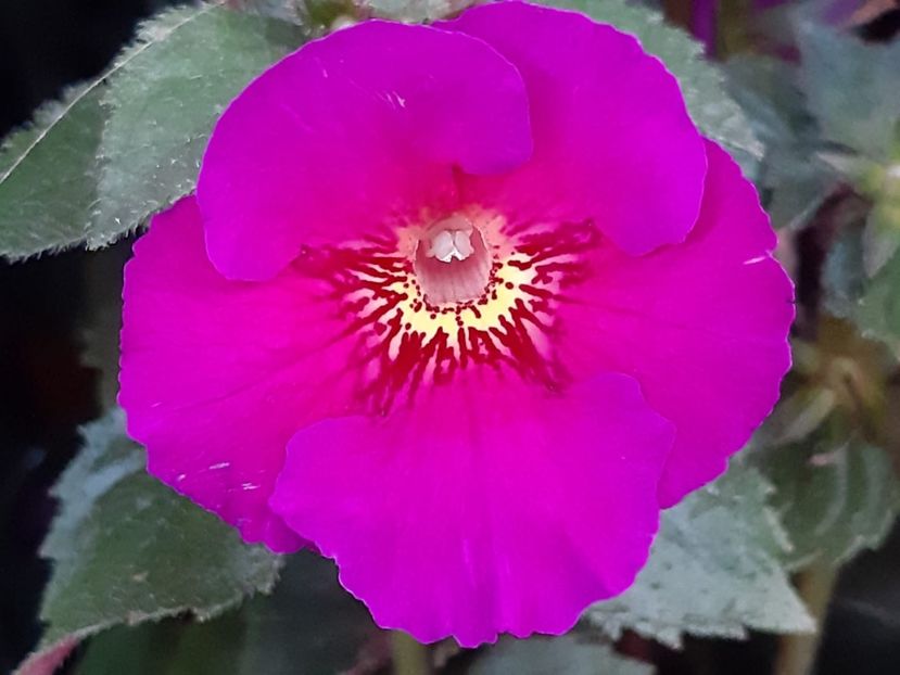 BriD’s Kamila - Achi din semințe BriDs 2018