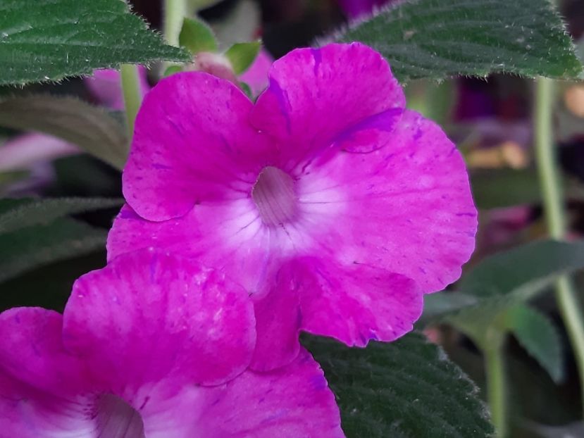 BriD’s Nette - Achi din semințe BriDs 2018