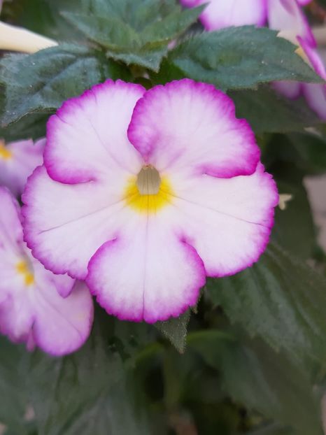 BriD‘s Elisa - Achi din semințe BriDs 2018