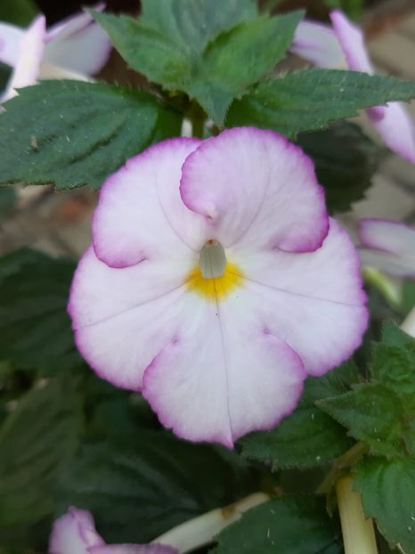 BriD’s Elisa - Achi din semințe BriDs 2018