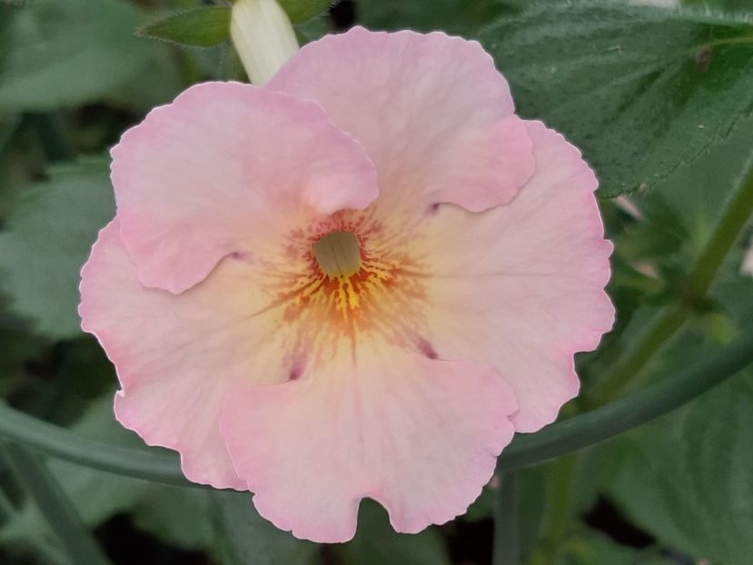 BriD’s Elka - Achi din semințe BriDs 2018