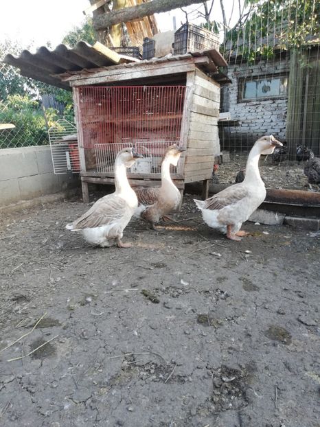  - A1 Gâște Africane matca 2019