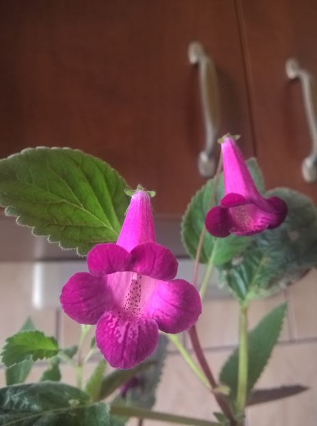  - Smithicodonia Heartland s Joy