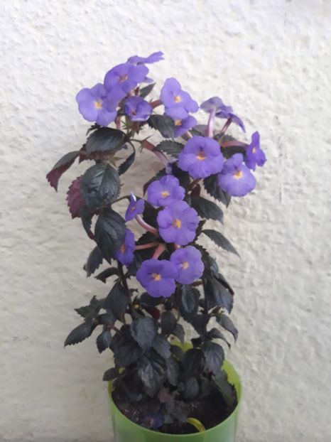  - 0001 2022 - The Lone Star