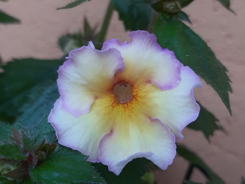 BriD’s Marlene - Achi din semințe BriDs 2018