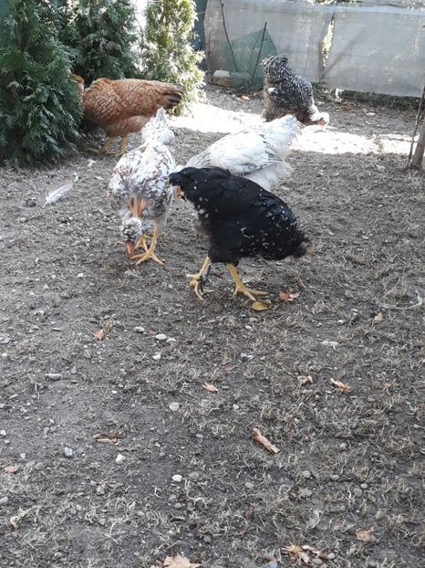  - Puisori 2019