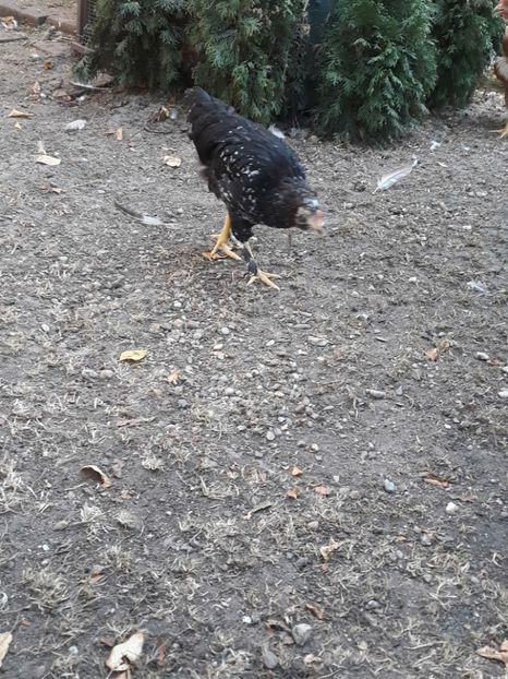  - Puisori 2019