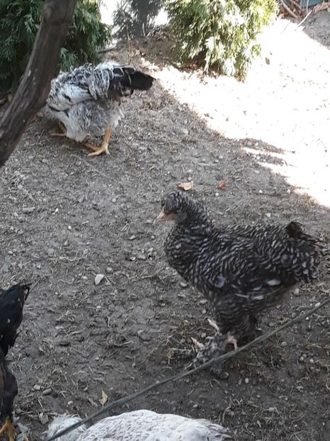  - Puisori 2019
