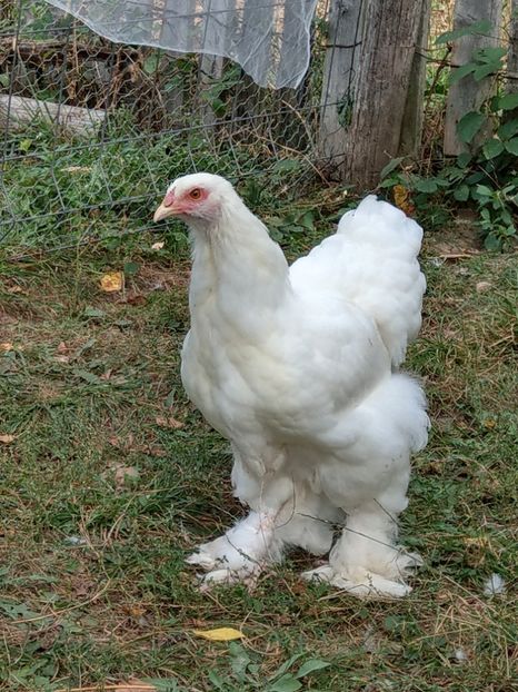  - Brahma alb tineret 2019