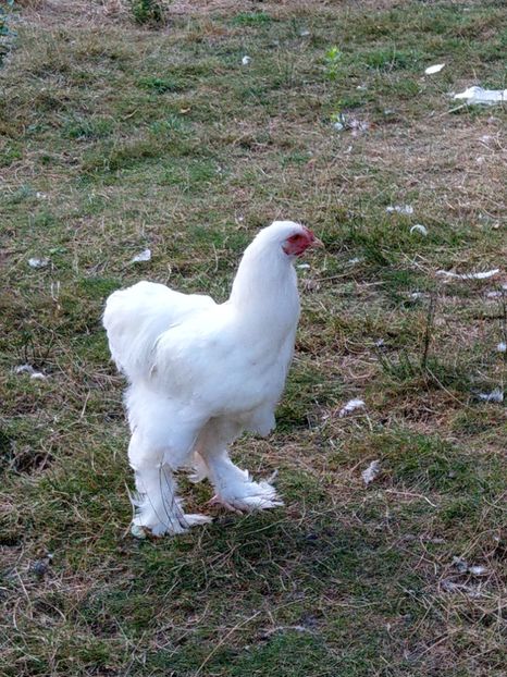  - Brahma alb tineret 2019