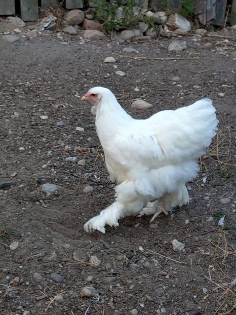  - Brahma alb tineret 2019