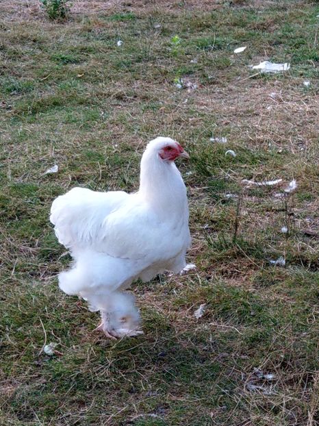  - Brahma alb tineret 2019