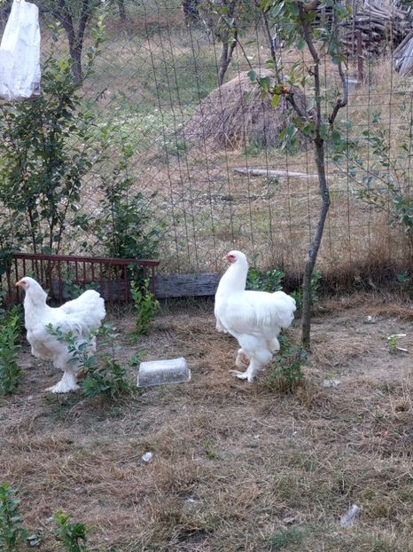  - Brahma alb tineret 2019