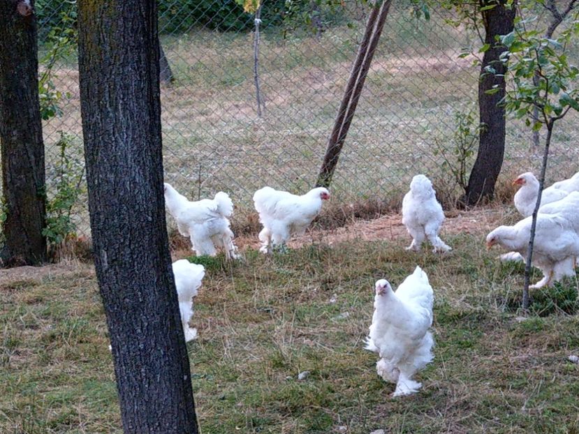  - Brahma alb tineret 2019