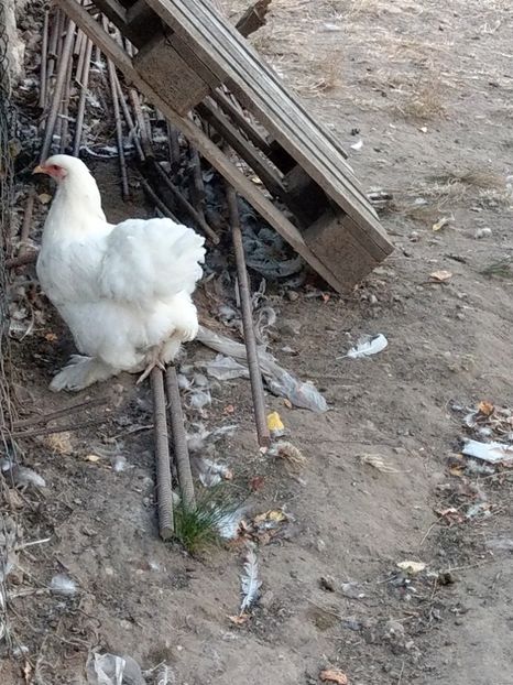  - Brahma alb tineret 2019