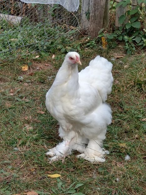  - Brahma alb tineret 2019