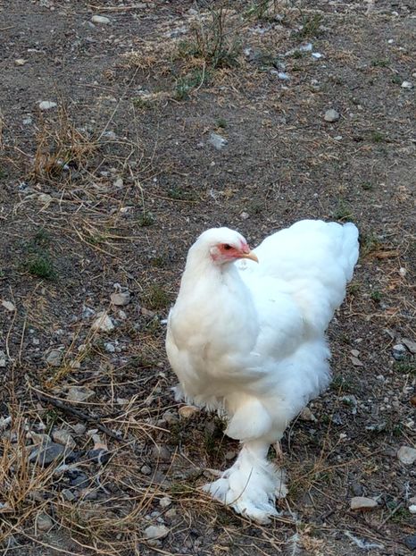  - Brahma alb tineret 2019