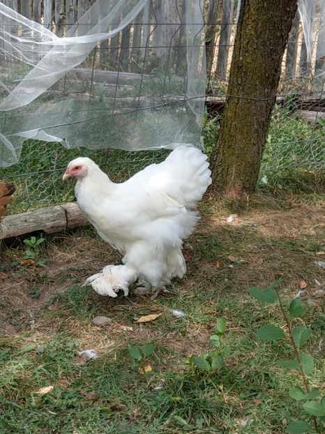  - Brahma alb tineret 2019