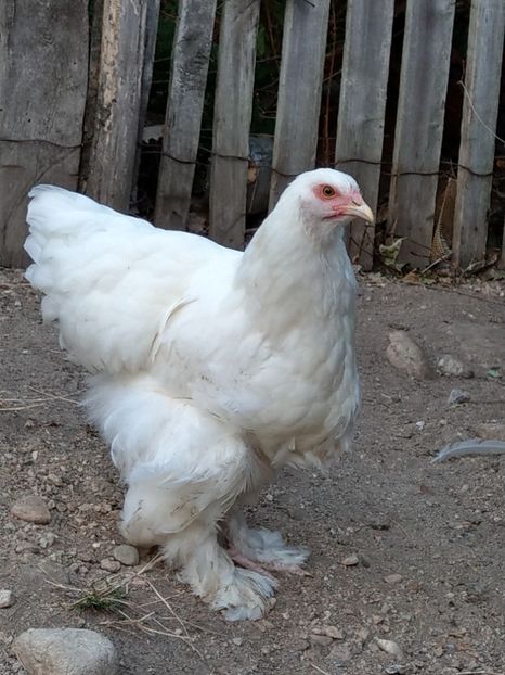  - Brahma alb tineret 2019