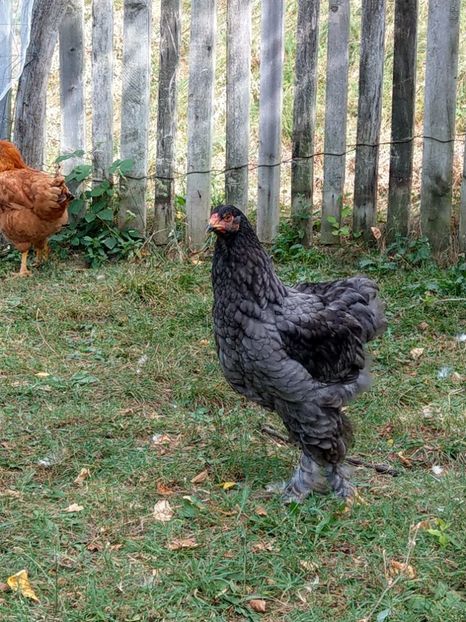  - Brahma albastru tineret 2019