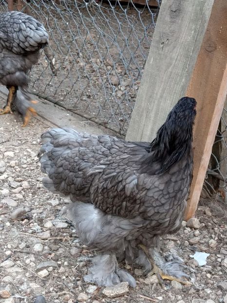  - Brahma albastru tineret 2019