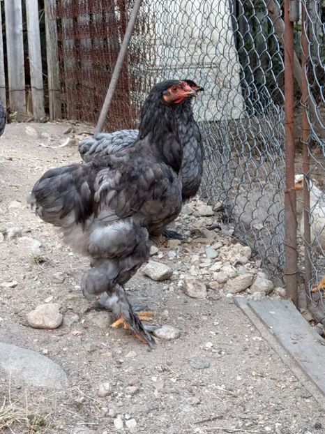  - Brahma albastru tineret 2019