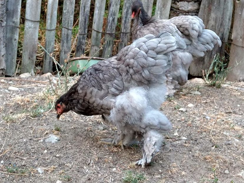  - Brahma albastru tineret 2019