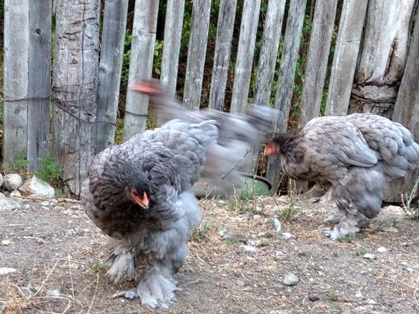  - Brahma albastru tineret 2019